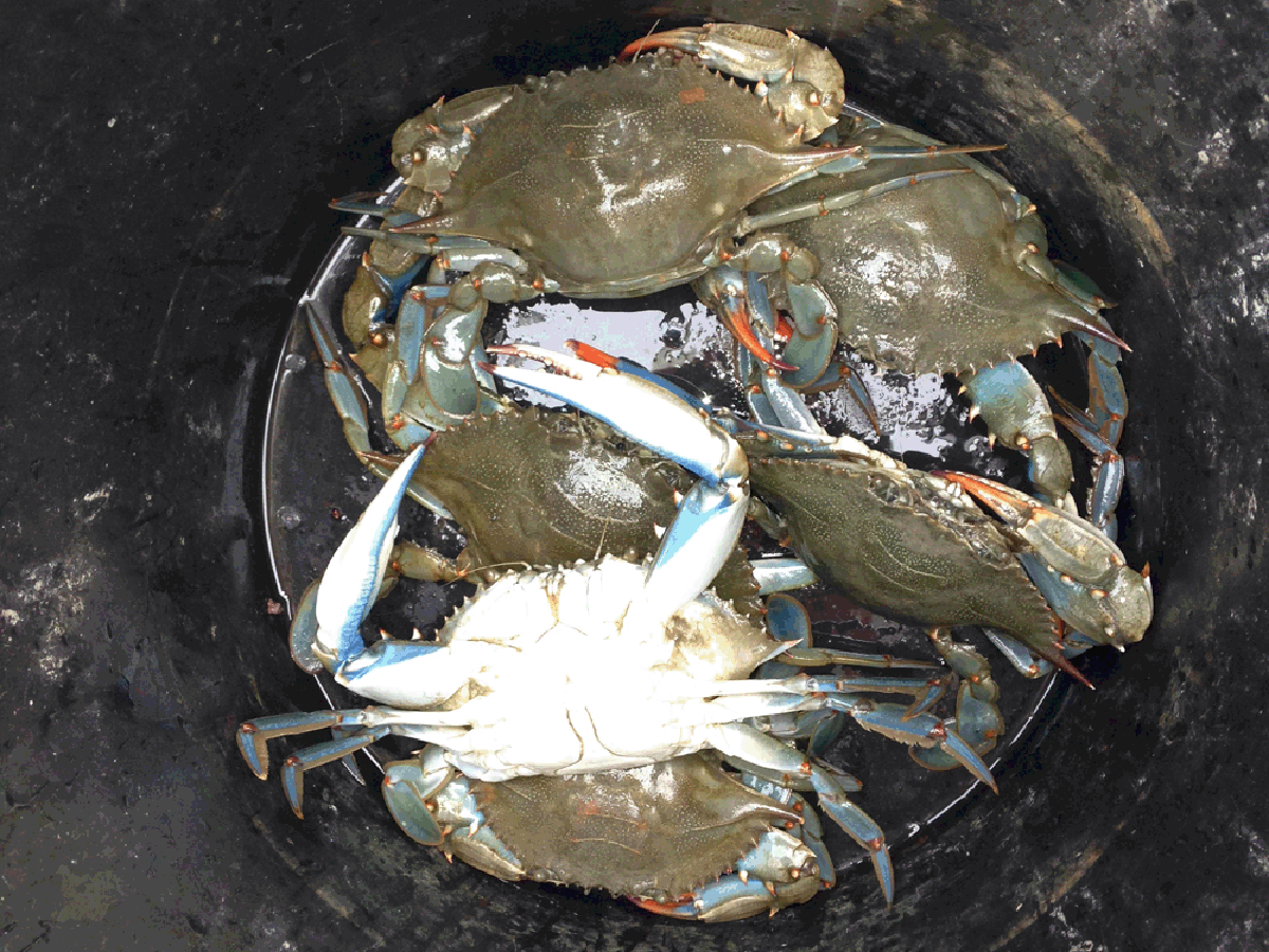 may river excursions bluffton south carolina