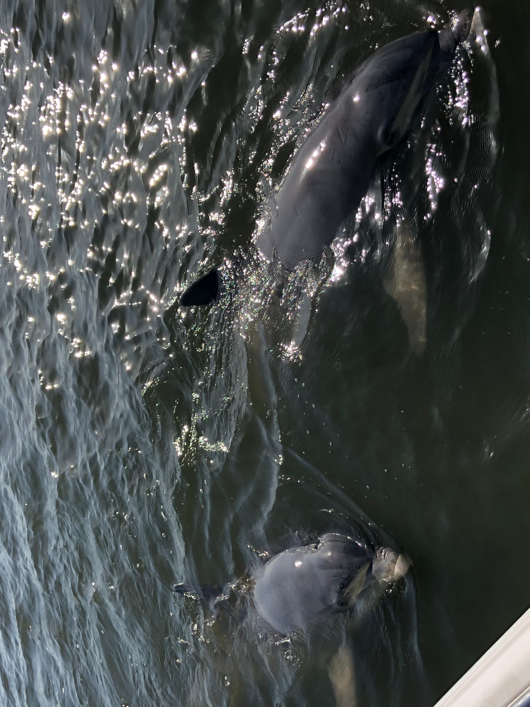 hilton head island river excursions