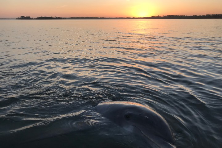 may river excursions bluffton sc